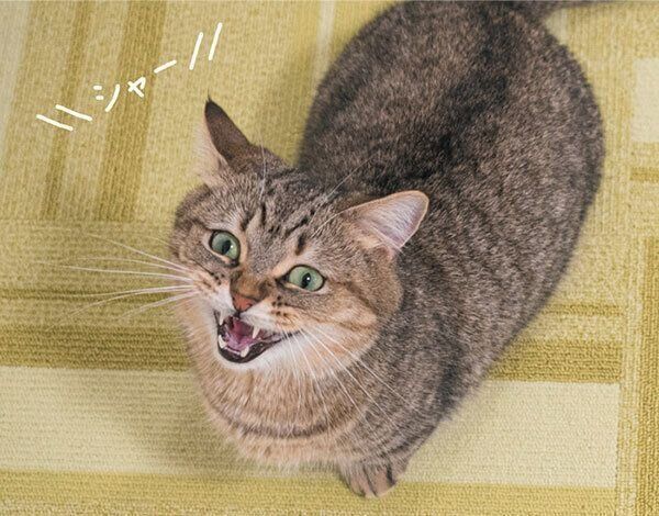 威嚇する猫