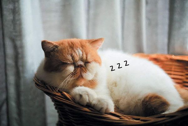 眠る猫
