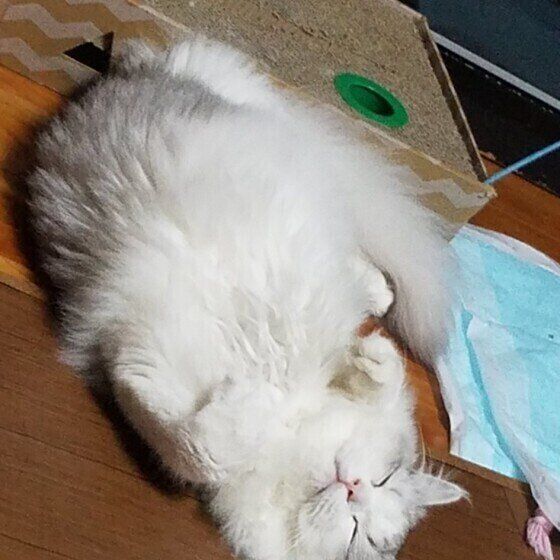 ヘソ天する猫