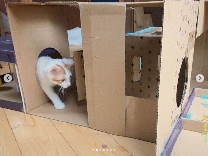 段ボール迷路で遊ぶジョーくん