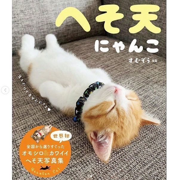 へそ天にゃんこ