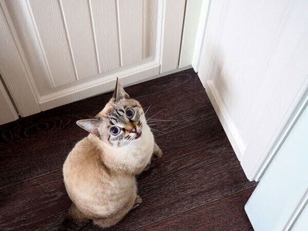 見上げる猫
