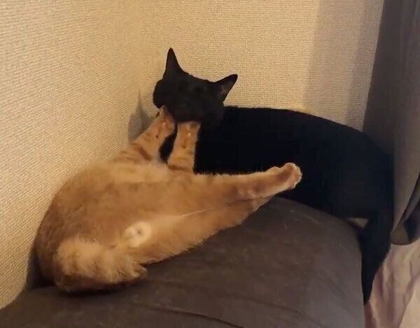 ものすごい体勢で眠るあめちゃんとそらちゃん