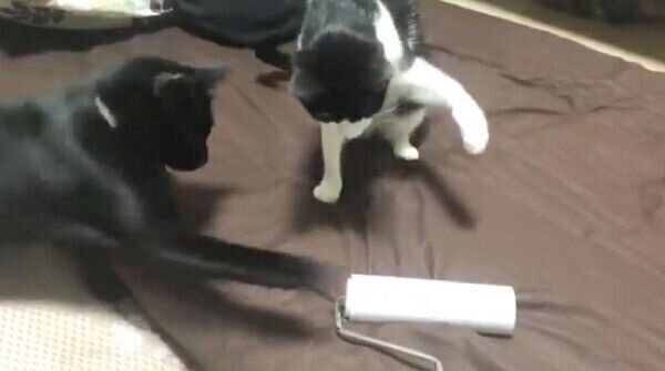 「コロコロ」にパンチする猫