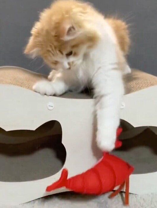 器用に前足で引っ張り上げるテオくん