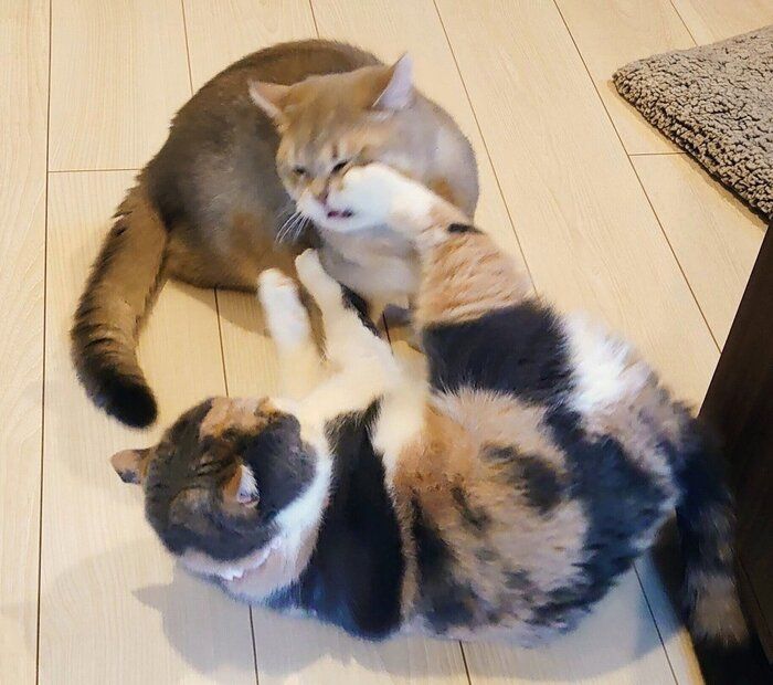 ニャンプロする2匹