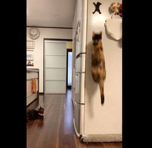 「ショッカー」を狙うひじきちゃん