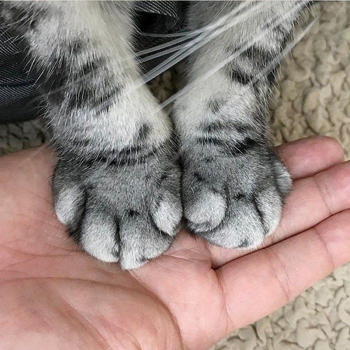 @tacos_cat
