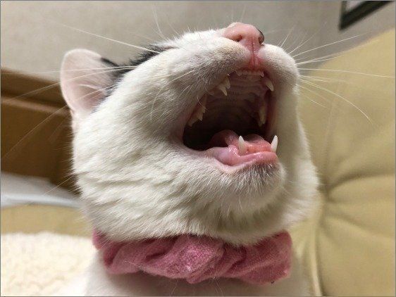 ねこのきもち投稿写真ギャラリー