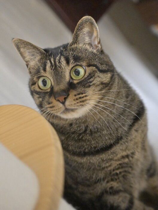 目を見開いている猫