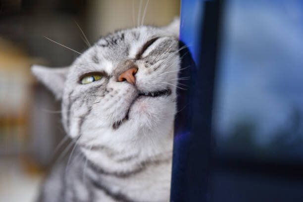 画像/iStock、Getty Images Plus