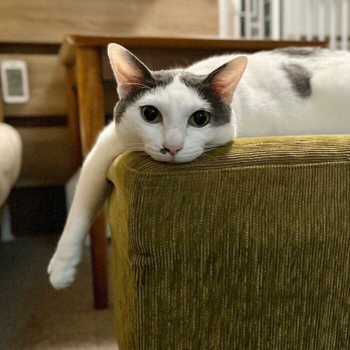 いすの上で振り向くトルテくん