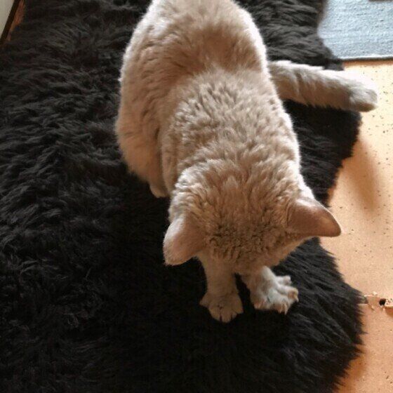 ふみふみするセルカークレックス(オス)