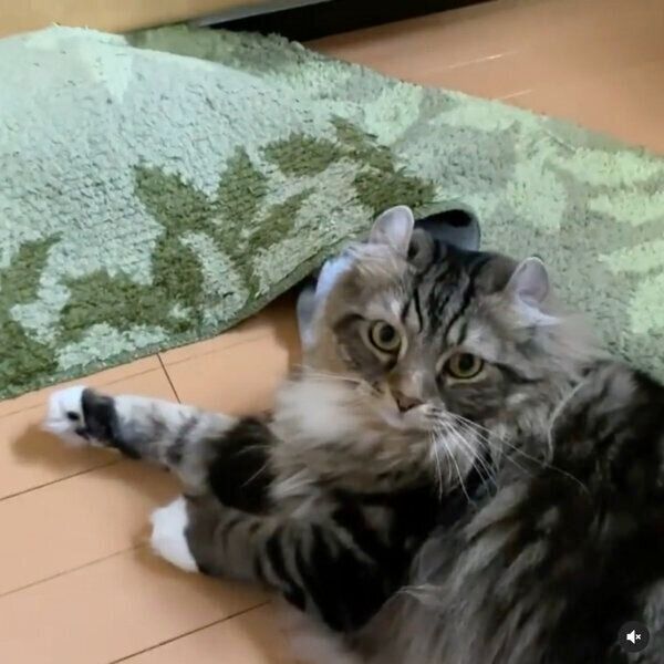 見つめるランくん