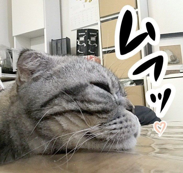 @tacos_cat