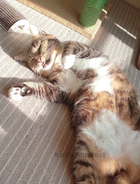 のんびりと過ごす猫