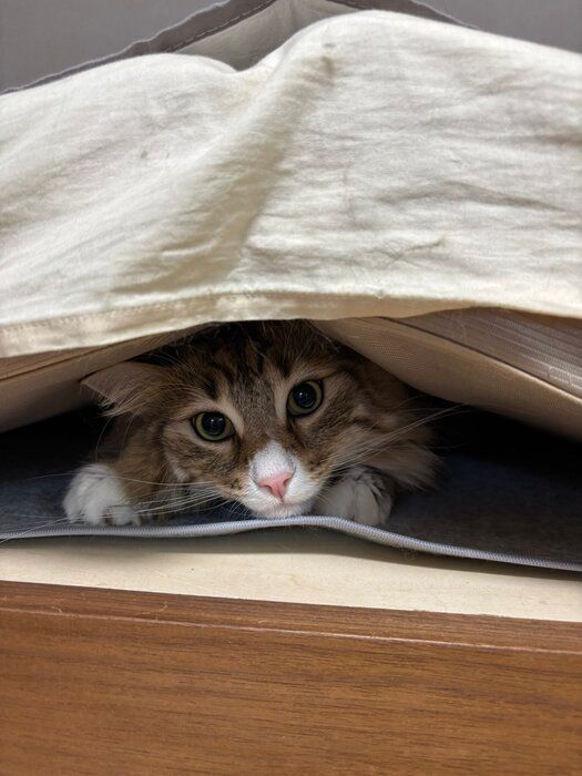 挟まっているノルウェージャンフォレストキャット