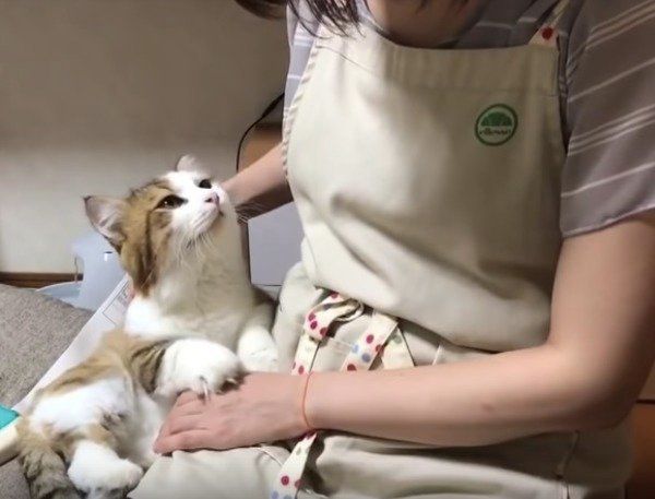甘えるニャンコ