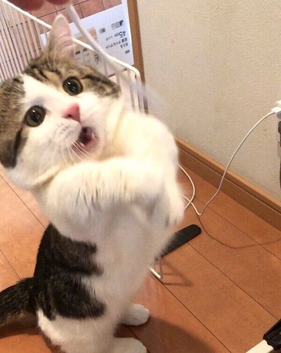 おもちゃを掴めたときのライちゃん
