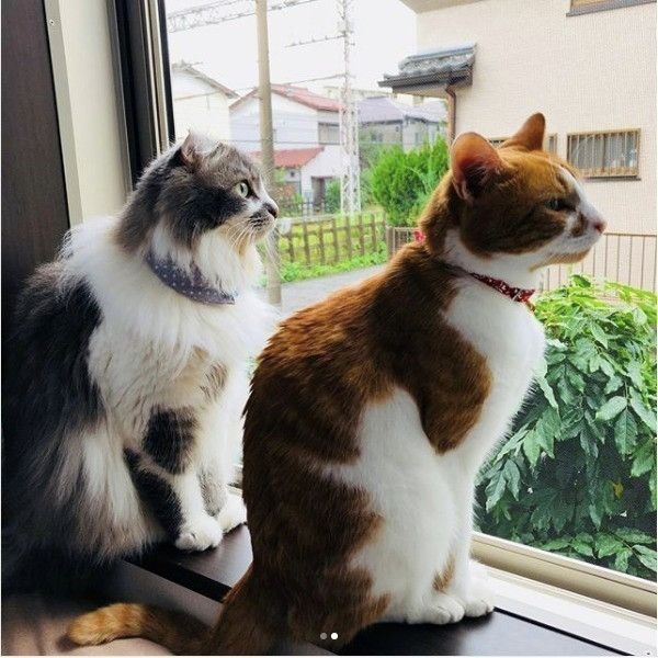 ニャルソック