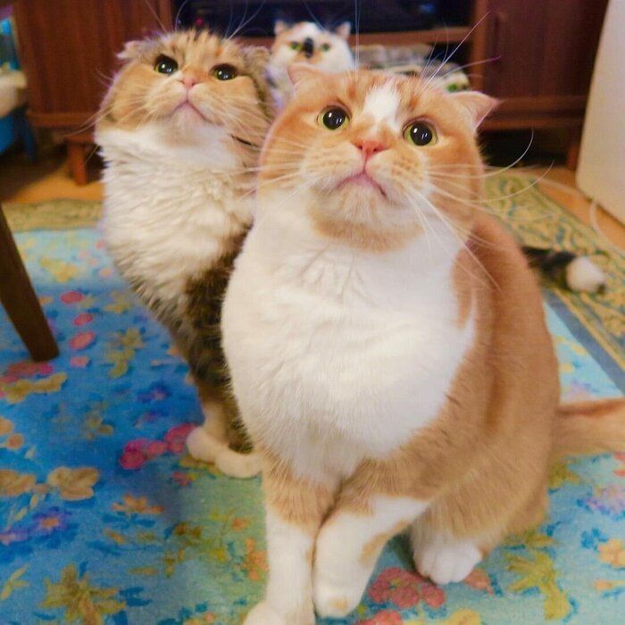 3匹の猫