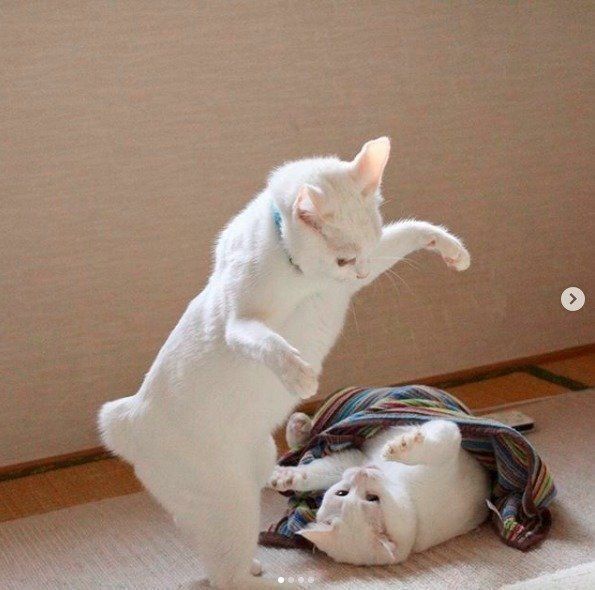 じゃれ合う猫たち