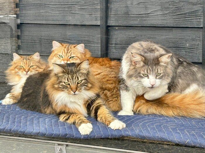 まったりする猫たち