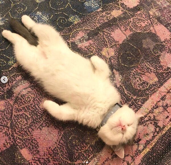 ヘソ天で眠るカツヲくん