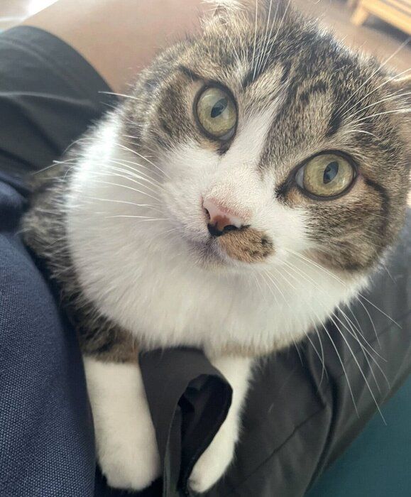 飼い主さんの膝に乗るちいまくん