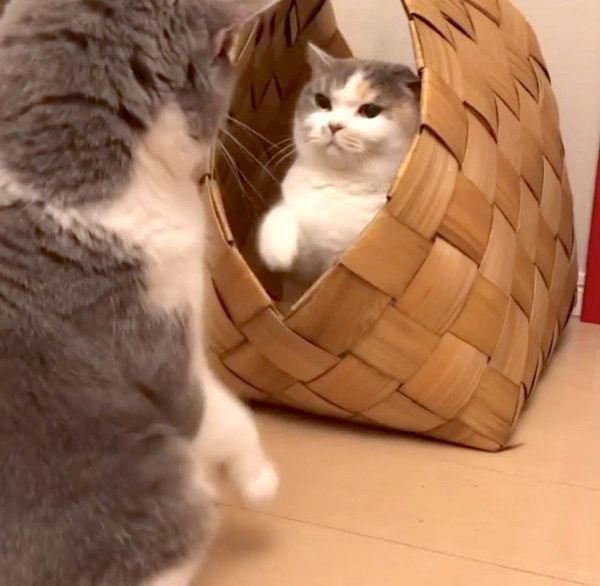 立ち退き交渉をするドラ千代くんとねね子ちゃん