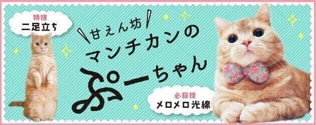 連載「マンチカンのぷーちゃん」