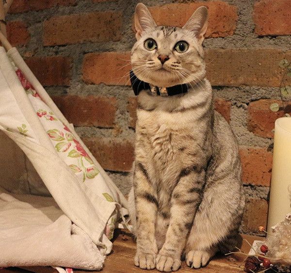 座る猫