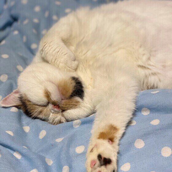 眠るエキゾチックショートヘア