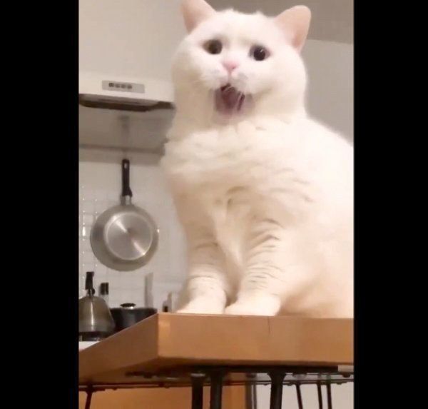 なんともいえない表情をするてふちゃん