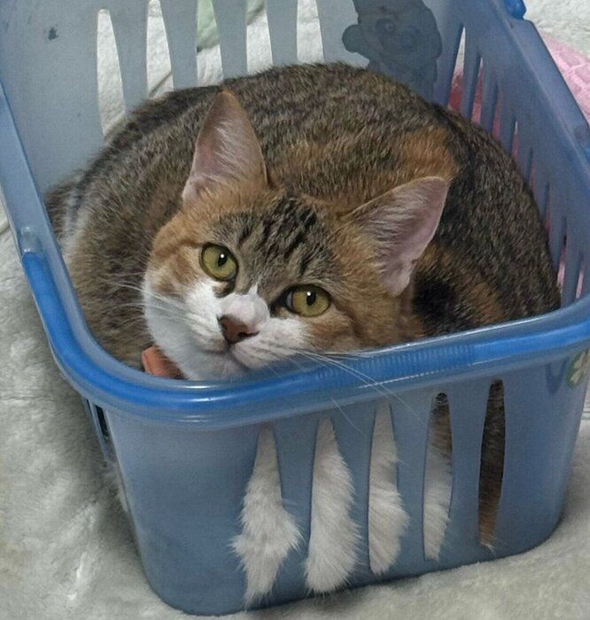 カゴの中でまったりするきみちゃん