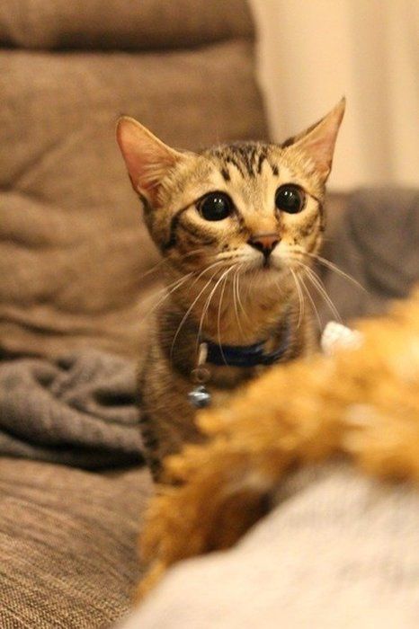 マスコットを狙っている猫