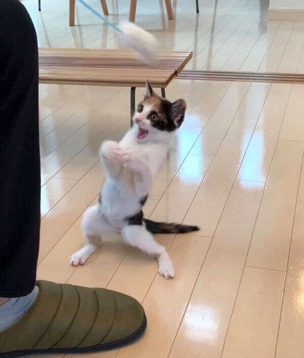 猫じゃらしで遊ぶめんまちゃん