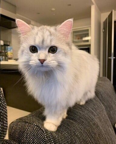 ねこのきもちWEB MAGAZINE ねこの日企画「MEN'S CAT」