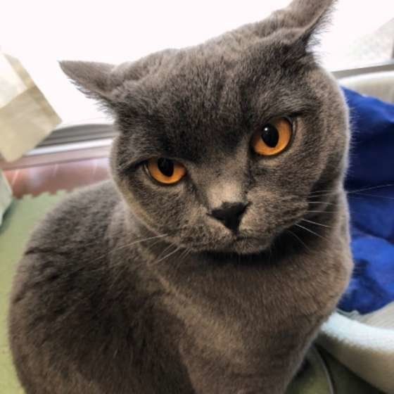 見つめるブリティッシュショートヘア