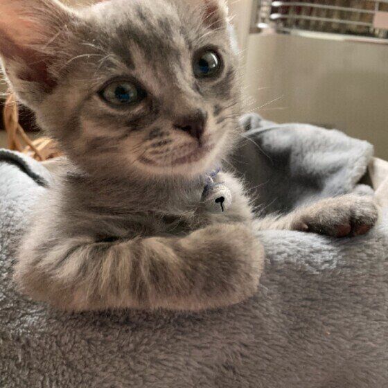 くつろぐ猫