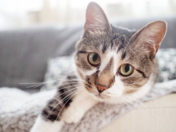 自宅でソファに横たわっている猫