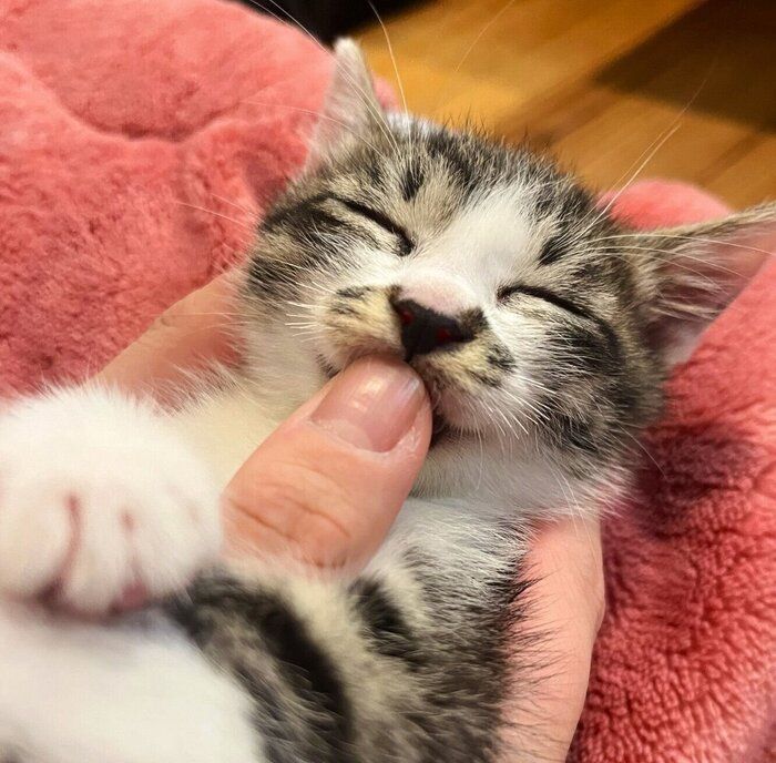 飼い主の指を“ちゅっちゅ”していた保護子猫→1才になり、大きな瞳が輝く“美猫”に成長！