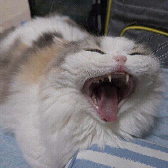 ミヌエットのラテちゃん
