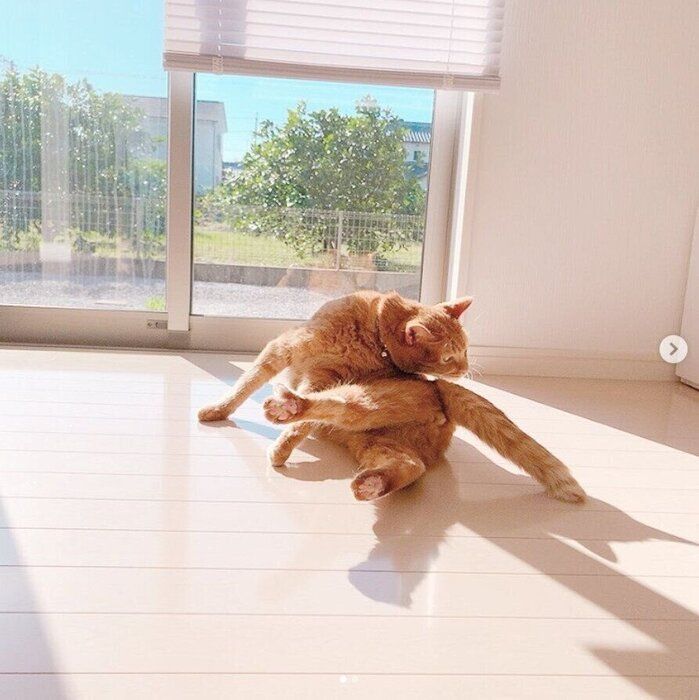 毛繕いする猫(オス)