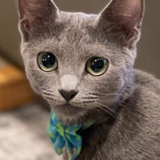 猫の種類に関する記事一覧 ねこのきもちweb Magazine