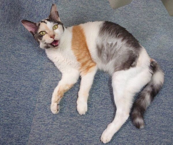 寝転がるミケちゃん