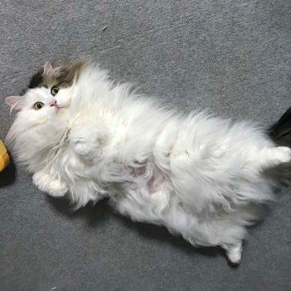 長毛の猫