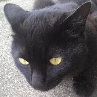 野良猫時代のにゃんきちくん