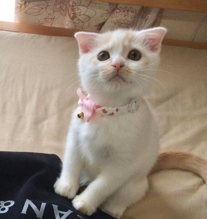 ぶちゃいくねこ様 Amazon.co.jp: 猫壱（necoichi） バリバリボウルXL ライト