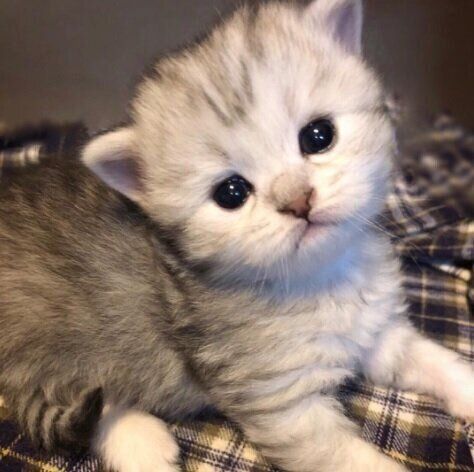 ねこのきもちWEB MAGAZINE ねこの日企画「MEN'S CAT」